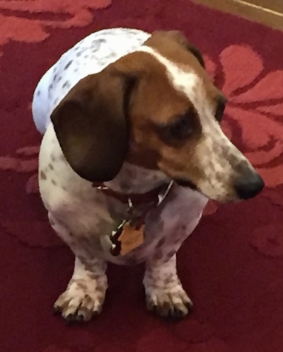 Red the brown and white spotted piebald Dachshund is sitting on a rug with a flower on it and looking to the right