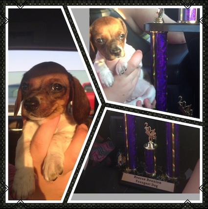 Left Picture - Pickles the White and Brown mini Dachshund as a puppy, A person is holding him in the air. Top Right - Pickles is being held next to a trophy. Bottom Right - A Trophy that says - Rescue Reunion Youngest Dog - at the bottom