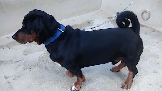 Caesar the Dachsweiler is standing on a porch and looking to the left