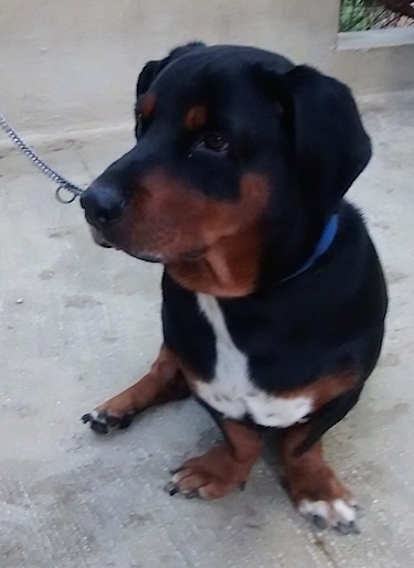 Caesar the Dachsweiler is sitting on a concrete patio