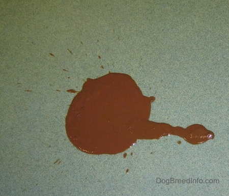 dog has liquid poop every hour