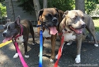 A blue-nose American Bully Pit, A brown with black and white Boxer and a blue-nose brindle Pit Bull Terrier are standing on a black top surface and they are panting.