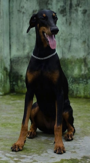 black doberman dog price