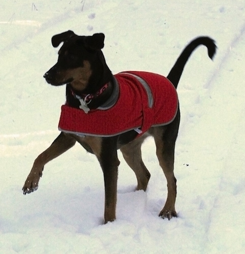 Zephyr the Doberman Shepherd has a paw in the air as he walks through the snow