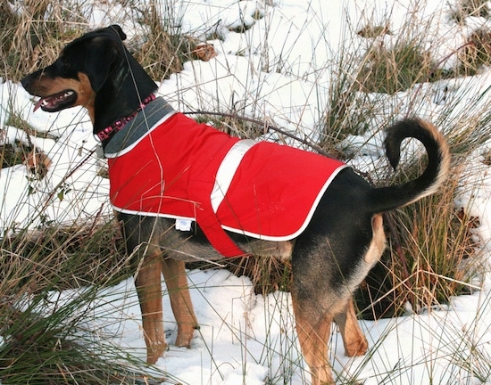 Zephyr the Doberman Shepherd is standing in tall grass covered in snow and also wearing a red jacket