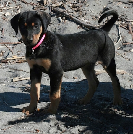 Zephyr the Doberman Shepherd as a puppy wearing a hot pink collar standing in black sand with a bunch of sticks around him.