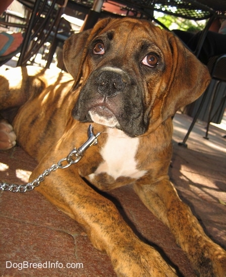 Close Up - Bruno the Boxer as a puppy is laying on a brick ground and looking up