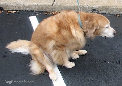 Rigel the Golden Retriever is outside rubbing his butt across the black top