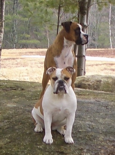 A brown with white and black Boxer sitting behind A white and tan English Bulldog. They are sitting on a big rock. The Boxer is looking to the right.