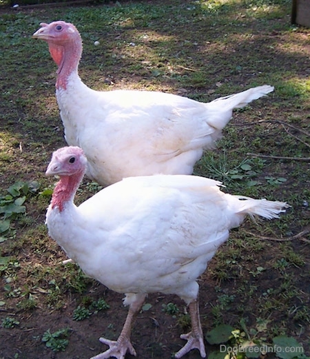 A young white tom (back) and a young white hen (front) are walking adjacent to each other in patchy grass. They are moving towards the left.