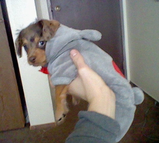 Hiena the brown, tan and black Doxiepoop puppy is wearing a grey coat with the hood down. There is a person holding it up in the air