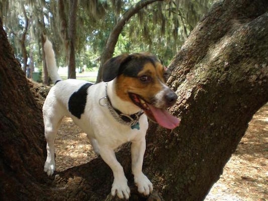 Mason the black, brown and white tricolor Doxle is standing in a tree. Masons mouth is open and his tongue is out