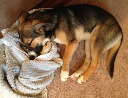 Ellie the black, tan and white Elk-a-Bee puppy is sleeping on a tan carpet with her head on a white blanket in a room