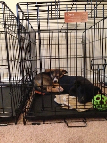 Jack and Ellie the Elk-a-Bee as puppies are sleeping together on top of each other in a crate. There is a green ball in front of them