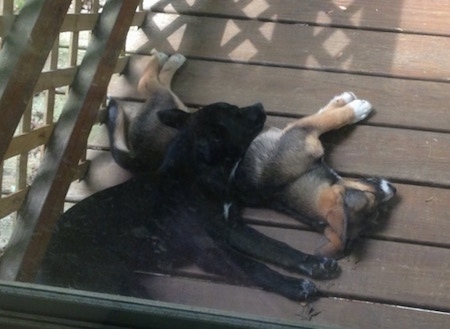 Jack and Ellie the Elk-a-Bee as puppies are sleeping on top of each other on a wooden deck