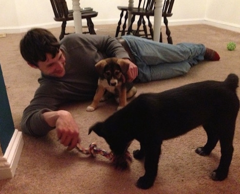 Ellie the black, tan and white Elk-a-Bee puppy is sitting in front of a man who is laying on his side on a tan carpet. Jack the black Elk-a-Bee puppy is sniffing a rope toy. The man behind Ellie is moving the rope toy around