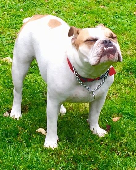 Chicklet the English Bulldog standing in grass with her eyes closed and head tilted towards the sky