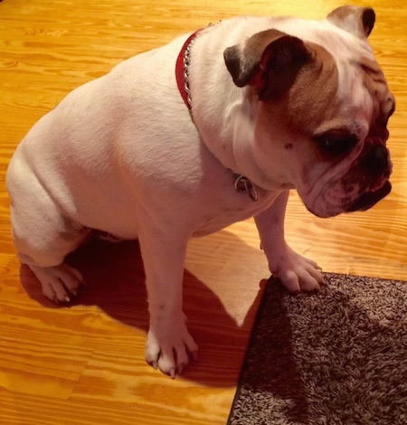 Chicklet the English Bulldog sitting on a hardwood floor looking at a rug