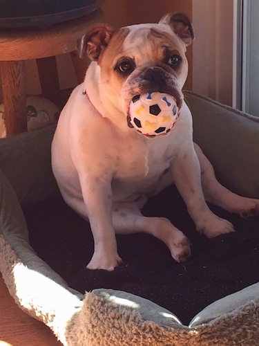 Chicklet the English Bulldog sitting in a dog bed with a toy soccer ball in its mouth