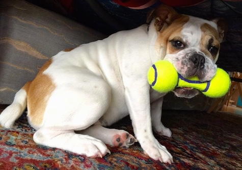 Chicklet the English Bulldog sitting under a recliner with a dog tennis ball toy in its mouth