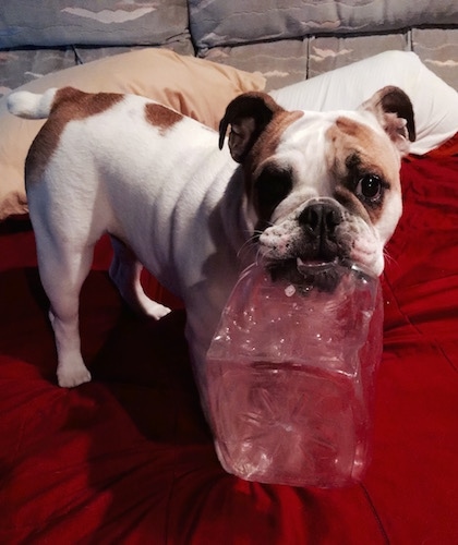 Chicklet the English Bulldog standing on a bed with a plastic jar in its mouth