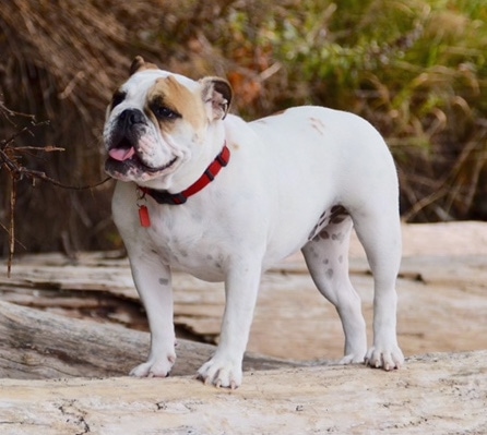 Chicklet the English Bulldog standing on a fallen log