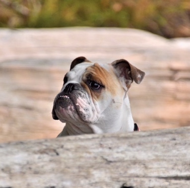 Chicklet the English Bulldog looking over a big log