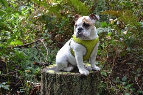 Chicklet the English Bulldog puppy wearing a green harness sitting on a mossy stump looking into the distance