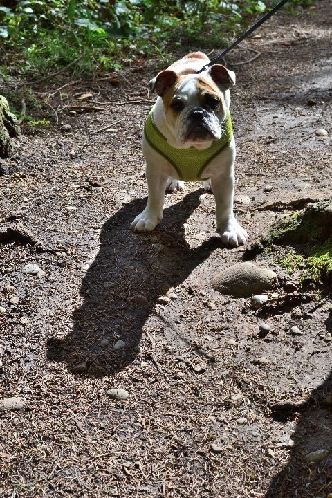 Chicklet the English Bulldog puppy wearing a green harness walking down a dirt path