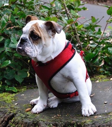 Chicklet the English Bulldog puppy wearing a red harness sitting on a stump