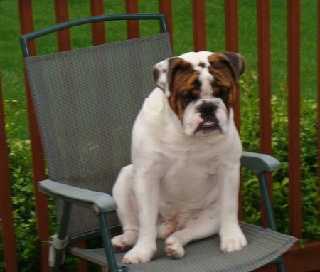 The front right side of a white with brown English Bulldog that is sitting in a lawn chair, on a wooden proch and it is looking down.