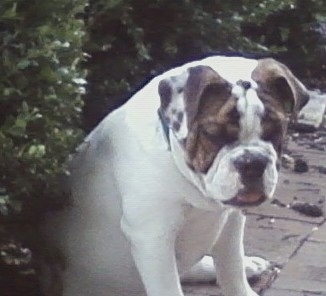 The front right side of a white with brown English Bulldog that is sitting behind a bush, it is looking down, its mouth is open and its tongue is out.