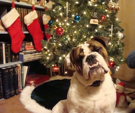 A white with brown English Bulldog is sitting in front of a christmas tree and its head slightly tilted to the left.