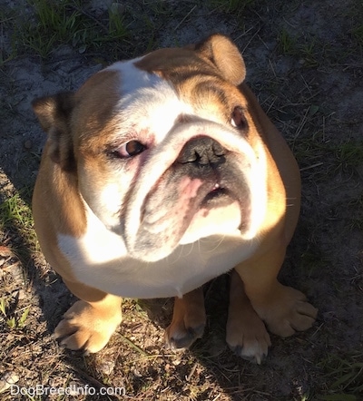 Princess Leia the English Bulldog sitting outside with her head up, but her eyes are looking away