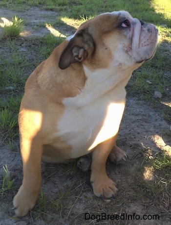 Princess Leia the English Bulldog sitting outside in a sandy grassy patched area with her head up and turned to the right
