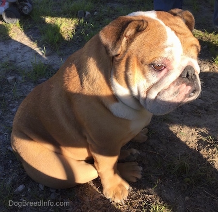 Princess Leia the English Bulldog sitting in dirt and looking into the distance with the sun shining on her face