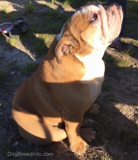 Princess Leia the English Bulldog sitting in dirt and looking up in the air with the sun shining on her face