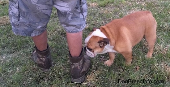 Princess Leia the English Bulldog walking up to a man's combat boot and sniffing it