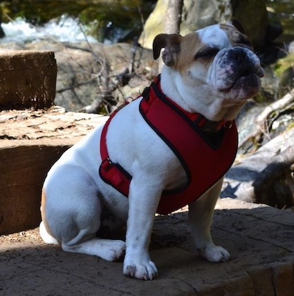 Chicklet the English Bulldog puppy sitting on a wood step with a harness on