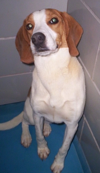 An English Foxhound is sitting against a white tiled wall and on a blue floor