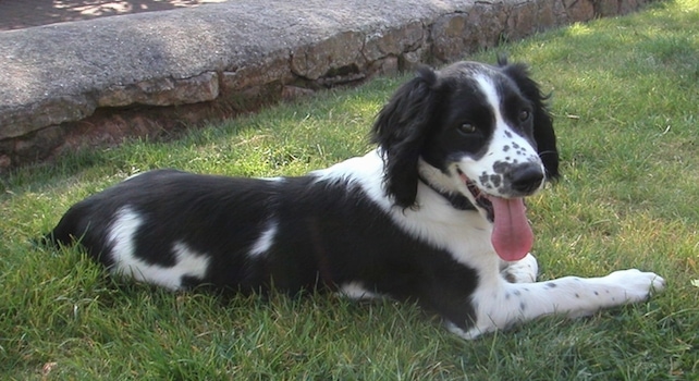 A black and white English Springer Spaniel is laying in grass and it is looking forward. Its mouth is open and its tongue is out.