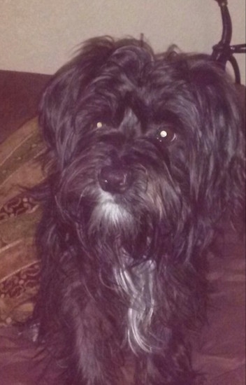Close Up - A black colored Fourche Terrier dog is standing on a carpet looking to the left