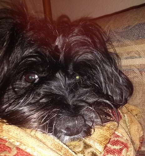 Close Up - A black colored Fourche Terrier dog is laying down on a couch with its head on a pillow
