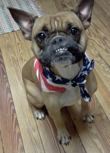 Hetti the tan with black Free-lance Bulldog is wearing an American flag bandana. She is sitting on a hardwood floor.