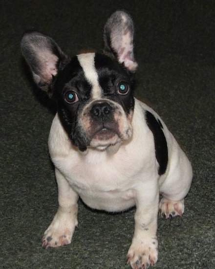 Moe the black and white French Bulldog Puppy is sitting on a carpeted floor and looking at the camera holder