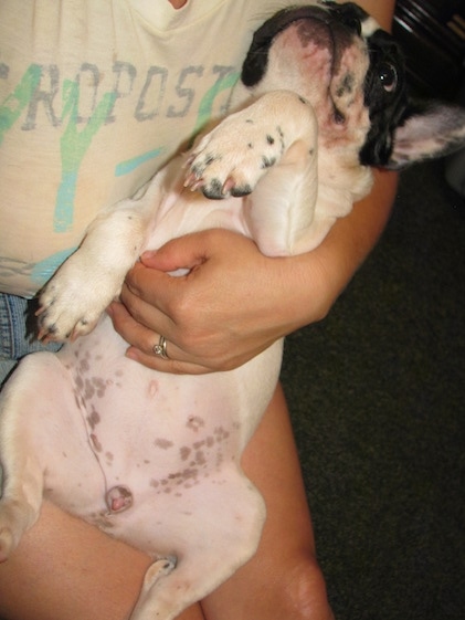 Moe the French Bulldog puppy laying belly up in the arms and lap of a lady