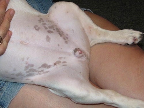 Close Up - Moe the French Bulldog Puppy belly and mixed genitalia in the lap of a lady