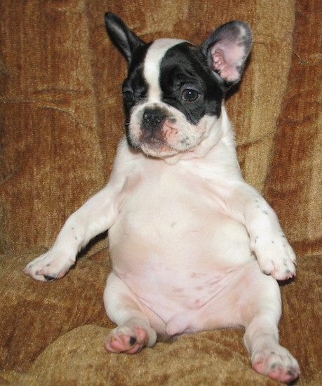 Moe the French Bulldog Puppy is sitting on a couch with its Belly out
