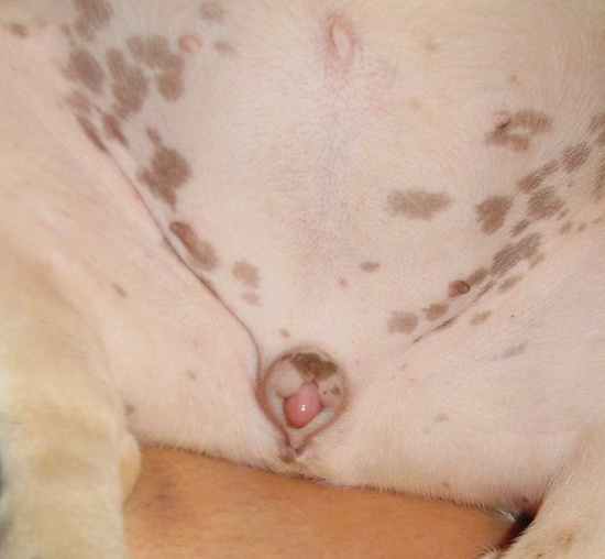The Belly and Hermaphoditic genitalia of Moe the French Bulldog puppy