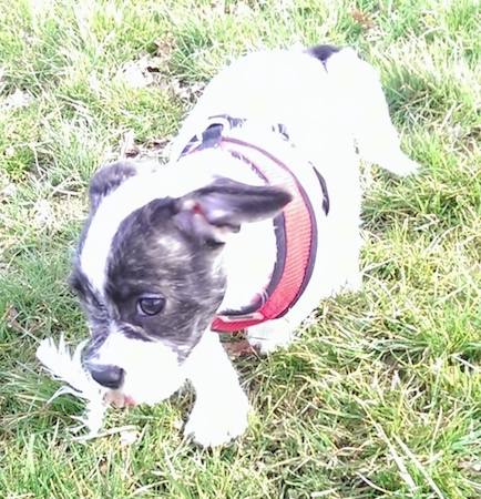 Daisy the white with black Frenchie Bulldog is wearing a red harness and moving across a yard. There is a feather in her mouth